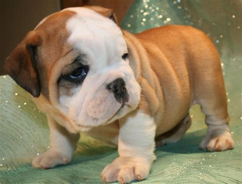 Miniature English Bulldog Puppies For Sale | Boise, ID #71181