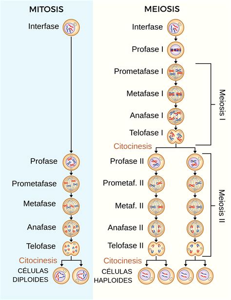 Meiosis And Mitosis