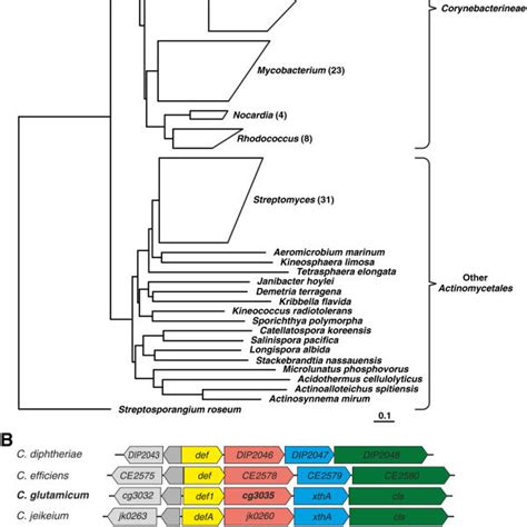 General pathway of arginine biosynthesis in prokaryotes including two... | Download Scientific ...