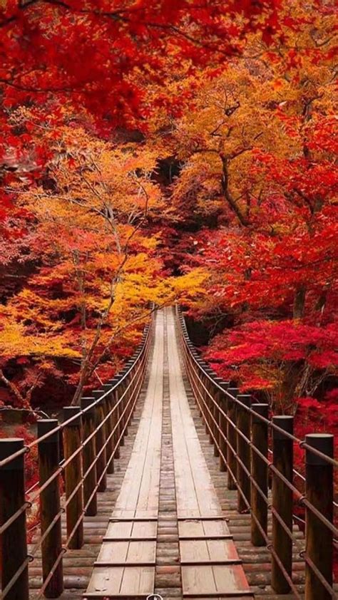 Autumn in Japan 🍁🍂🥮