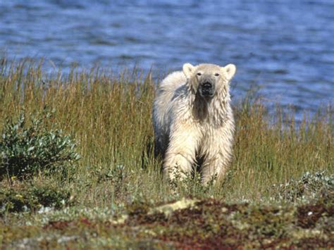 Why do polar bears have white fur? And nine other polar bear facts | Stories | WWF