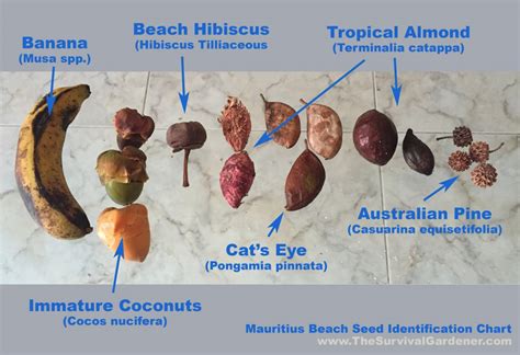 Mauritius Beach Seed Identification | The Survival Gardener