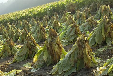 Tobacco farming - Stock Image - E770/1970 - Science Photo Library