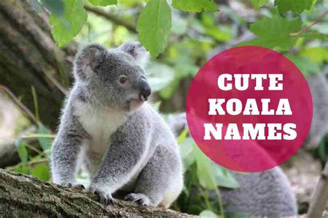 200 Cute Koala Names: Koala Naming Trends - AgaPe Press