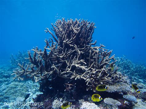 Breathtaking views of coral reefs at Kwajalein Atoll, Marshall Islands | Reef Builders | The ...