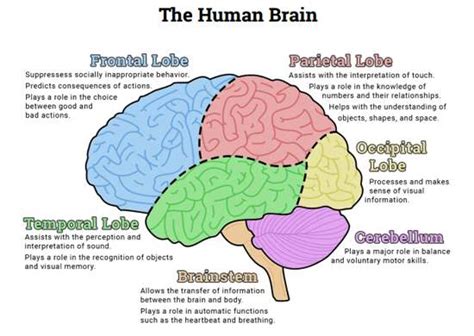 Brain lobes diagram