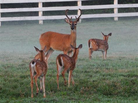 Baby Deer and a Buck Photograph by Mike Quinn - Pixels