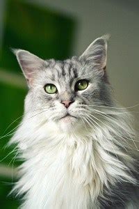 Maine Coon Cat Personality – The Ultimate Guide – FAQcats.com