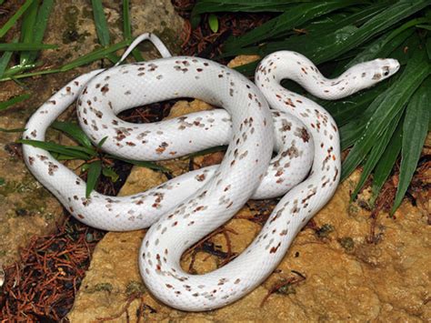 Palmetto Cornsnake - Ians Vivarium