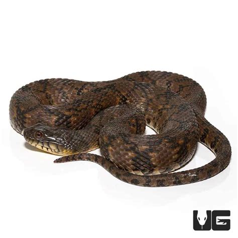 Diamondback Water Snake For Sale - Underground Reptiles