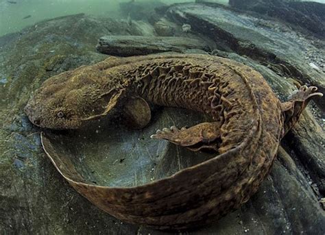 Massasaugas and Mussels: Exploring Pennsylvania’s Endangered Species ...