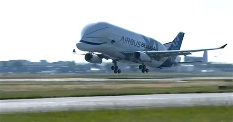 Take a look at the new Airbus Beluga XL as it flies to Britain - Somerset Live