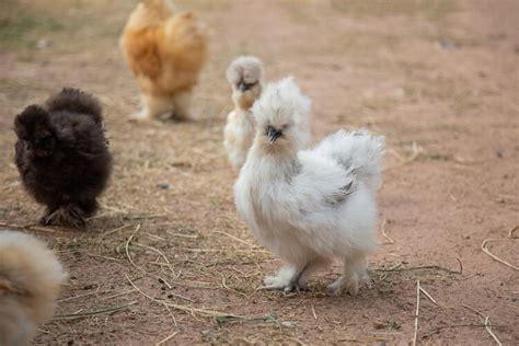 Complete Silkie Chicken Guide: Eggs, Colors And More… | Chickens And More