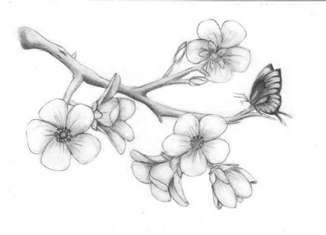 Sketch Pencil Sketch Cherry Blossom Tree Drawing - kundelkaijejwlascicielka