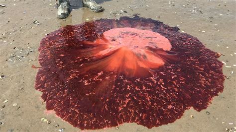 Giant Red Jellyfish Wash Ashore in Maine | The Weather Channel