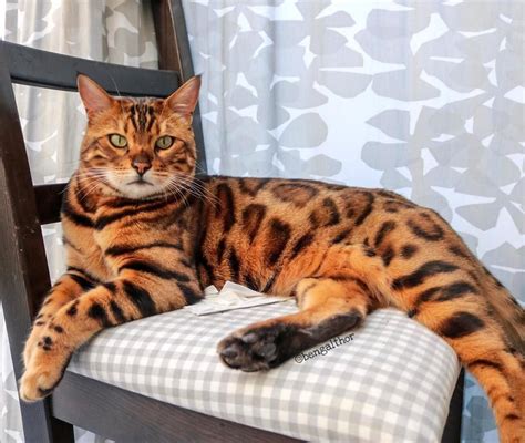 A Belgian Bengal Cat Whose Deep Green Eyes and Unique Markings Make Him a Very Handsome Boy # ...