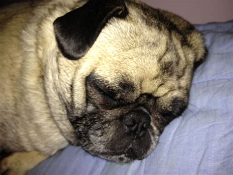 Sleeping pug | Pugs, Dogs, Animals