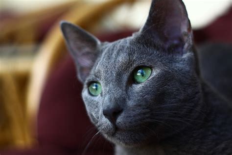 5 Reasons Why The Russian Blue Cat Is Simply Amazing | PetCareRx