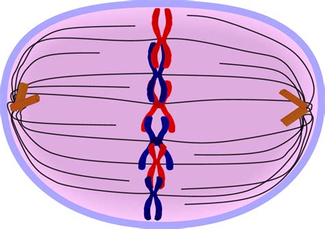 Metaphase