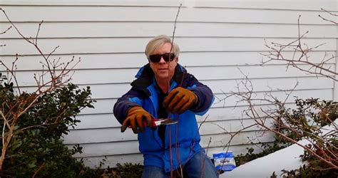 Pruning Blueberry Shrubs, and Acidifying the Soil – Kevin Lee Jacobs