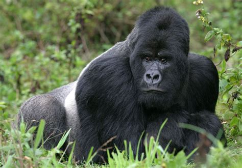 Gorilla | Size, Species, Habitat, & Facts | Britannica