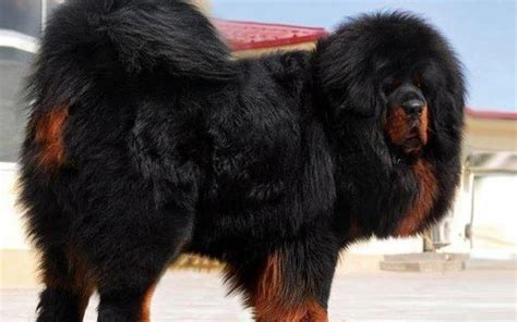 Tibetan Mastiff Dog Breed Information and Photos