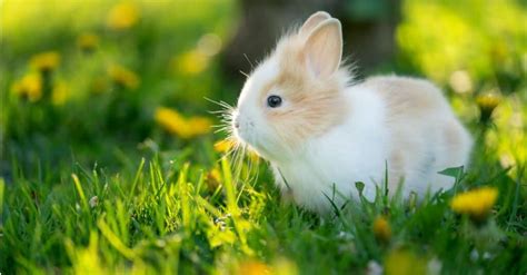 What’s a Baby Rabbit Called + 4 More Amazing Facts! - A-Z Animals