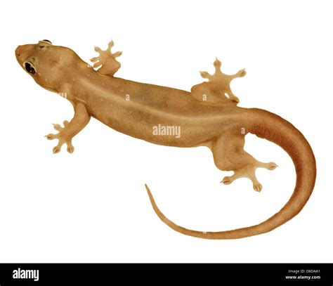 Wall lizard Cut Out Stock Images & Pictures - Alamy