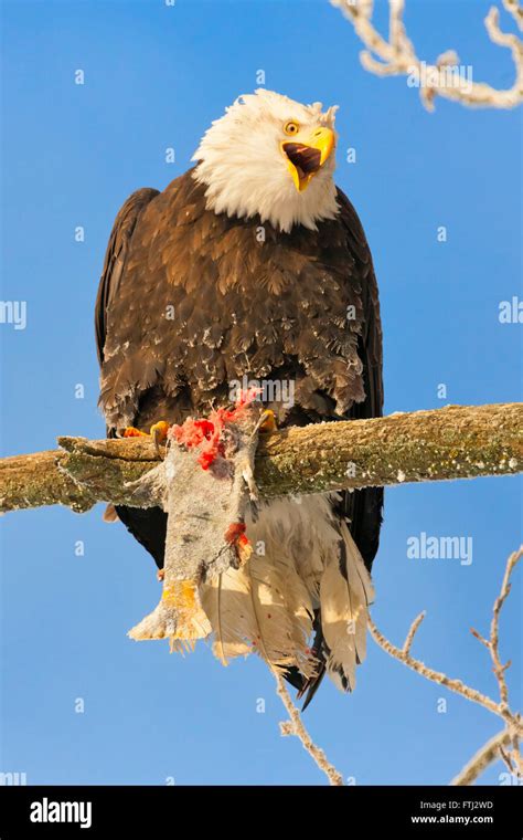 Bald Eagle eating prey on a tree branch covered with snow, Alaska, USA Stock Photo - Alamy