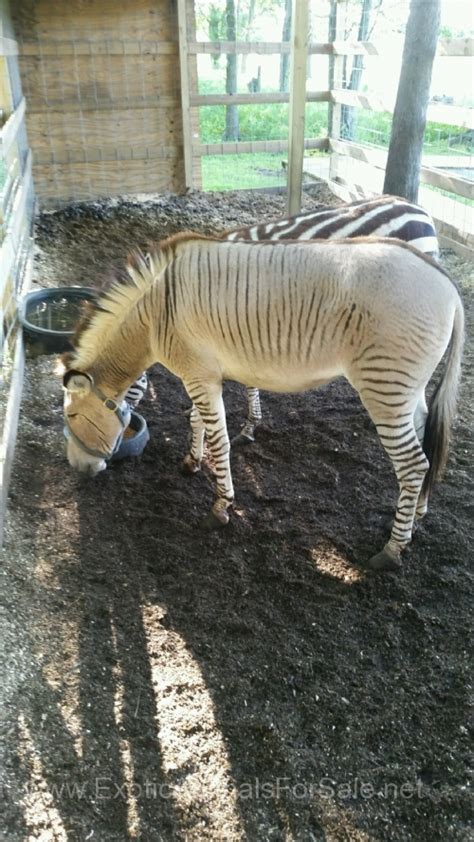 Zebra/Donkey (Zedonk) for Sale