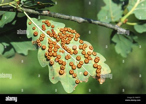 gall wasp on oak leaf Stock Photo - Alamy