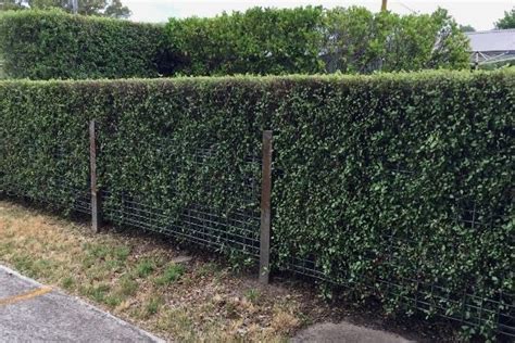 How To Grow A Pittosporum Hedge - Urban Garden Gal