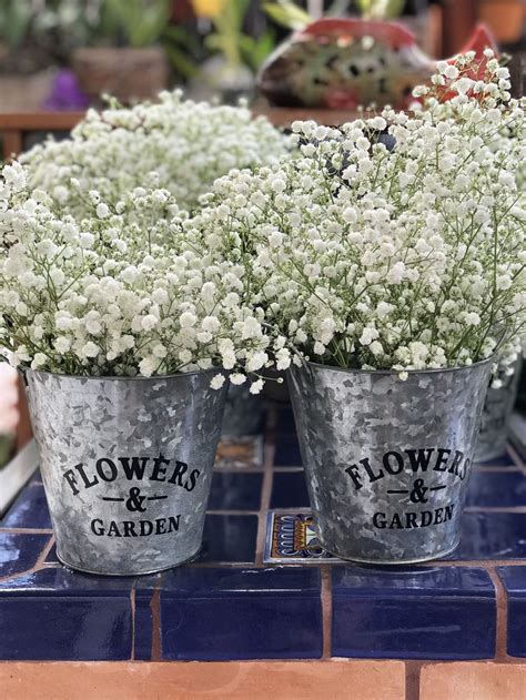 Dollar tree tin buckets filled with baby’s breath | Flower garden ...