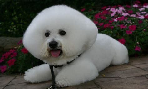 35 funny dog haircuts: These dogs are the real victims of laughter here!