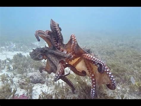 Octopus attacks Octopus - YouTube