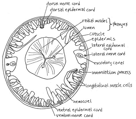 Nematoda Ascaris Anatomy