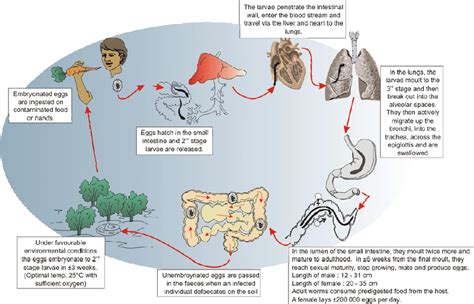 Ascaris Lumbricoides Larvae