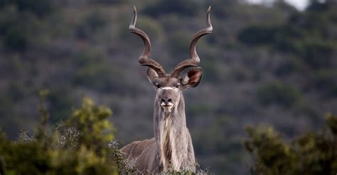 Africa's Greater Kudu are Antelops with Incredible Sprial Horns