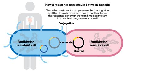 Deadly antibiotic-resistant bacteria CRE spreading throughout U.S. healthcare system -- Health ...