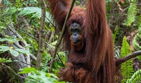 Tentang Habitat Orangutan