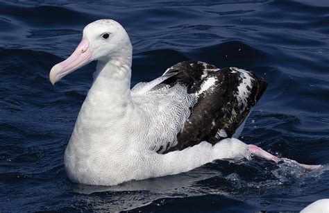 Wandering Albatross Facts, Lifespan, Predators, Pictures