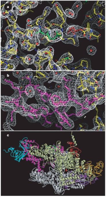 Crystal structure of a bacterial RNA polymerase holoenzyme at 2.6 Å resolution | Nature