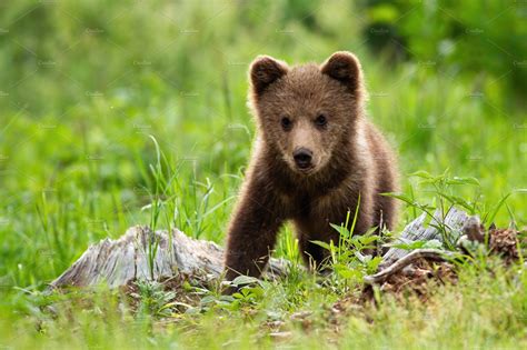 An adorable little brown bear cub | Animal Stock Photos ~ Creative Market