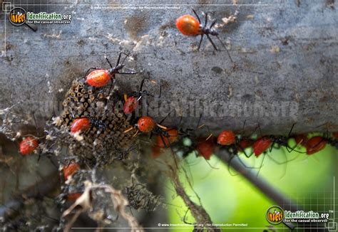 Assassin Bug