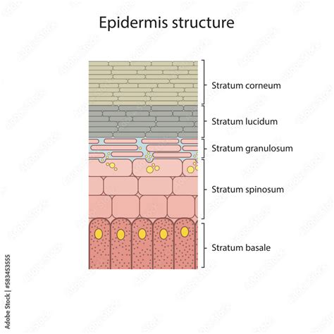 Histological structure of epidermis - skin layers shcematic vector illustration showing stratum ...