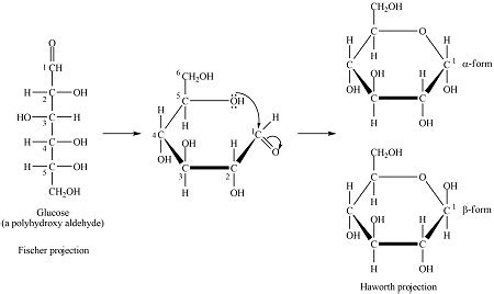 Draw the Fischer projection and Haworth projection of D-Glucose & -D-Glucose | Homework.Study.com