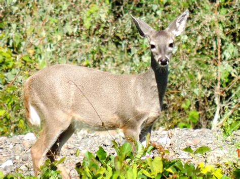 Venado cola blanca (Guía del Parque Nacional Natural Chingaza ...