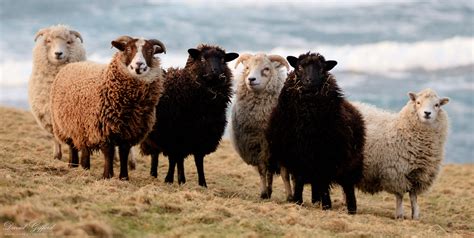 Shetland Sheep Wool Colours | David Gifford Photography