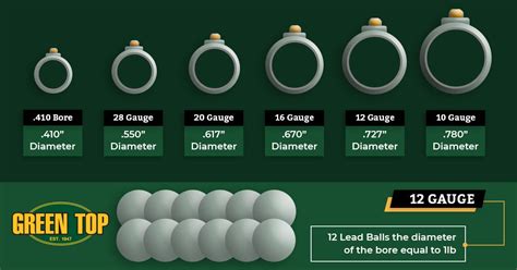 12 Gauge vs 20 Gauge - Which Shotgun is Right For You?