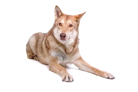 Saarloos Wolfdog - A-Z Animals